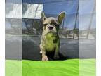 French Bulldog PUPPY FOR SALE ADN-782598 - AKC blue lilac Merle