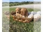 Golden Retriever PUPPY FOR SALE ADN-782600 - Golden Retriever Puppies