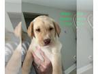 Labrador Retriever PUPPY FOR SALE ADN-782601 - Yellow lab male