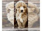 Goldendoodle PUPPY FOR SALE ADN-782603 - Star