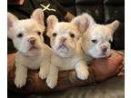 French Bulldog PUPPY FOR SALE ADN-782604 - Platinum fluffy frenchies