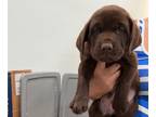 Labrador Retriever PUPPY FOR SALE ADN-782610 - Chocolate Male Lab Pup Tote 5