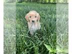 Golden Retriever PUPPY FOR SALE ADN-782612 - AKC Golden Retriever Puppies