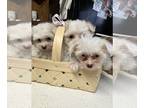 Maltese PUPPY FOR SALE ADN-782616 - CKC Maltese