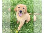 Golden Retriever PUPPY FOR SALE ADN-782619 - AKC American Golden Retriever