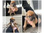 Boxer PUPPY FOR SALE ADN-782621 - Boxer puppies for sale