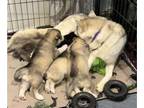 Siberian Husky PUPPY FOR SALE ADN-782627 - AKC PreRegistered Siberan Husky