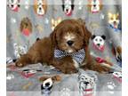 Cavapoo PUPPY FOR SALE ADN-782628 - Kent