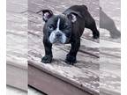 American Bully PUPPY FOR SALE ADN-782629 - Exotic Micro Bullies