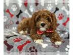 Cavapoo PUPPY FOR SALE ADN-782637 - Snoopy