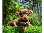 Chiweenie PUPPY FOR SALE ADN-782638 - Chiweenie Puppies