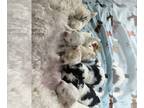 Maltipoo PUPPY FOR SALE ADN-782647 - Beautiful fluffy Parti Maltipoo puppies