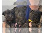 Cairn Terrier PUPPY FOR SALE ADN-782648 - Cairn Terrier Puppies