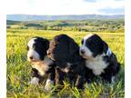 Bernedoodle PUPPY FOR SALE ADN-782671 - BerneDoodle Puppies standard