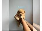 Chow Chow PUPPY FOR SALE ADN-782673 - Chow Chow Puppies