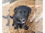 German Shepherd Dog-Great Pyrenees Mix PUPPY FOR SALE ADN-782674 - German
