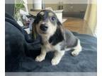 Dachshund PUPPY FOR SALE ADN-782683 - Charlie is looking for his forever home