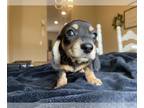 Dachshund PUPPY FOR SALE ADN-782685 - Dolly