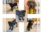 Cane Corso PUPPY FOR SALE ADN-782686 - AKC Cane Corso Puppies