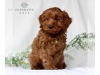 Cavapoo PUPPY FOR SALE ADN-782690 - F1b Cavapoo