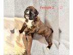 Boxer PUPPY FOR SALE ADN-782691 - AKC Female Brindle With White Markings Boxer