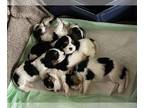 Cavalier King Charles Spaniel PUPPY FOR SALE ADN-782702 - Ravens Puppies