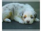 Australian Shepherd PUPPY FOR SALE ADN-782704 - AKC Blue Merle Male tail