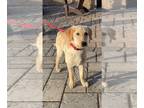 Labrador Retriever PUPPY FOR SALE ADN-782706 - Lexus HOUSEBROKEN