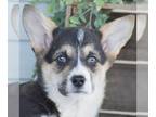 Pembroke Welsh Corgi PUPPY FOR SALE ADN-782716 - ACA Corgi