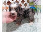 Chiweenie-Poodle (Toy) Mix PUPPY FOR SALE ADN-782717 - Ian Silver Dapple