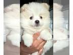 Pomeranian PUPPY FOR SALE ADN-782722 - Pomeranian Puppies