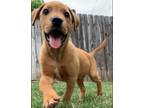 Adopt Halle Berry a Mixed Breed