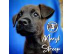 Adopt Meryl Streep a Mixed Breed