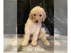 Labradoodle PUPPY FOR SALE ADN-782735 - F1B Labradoodle