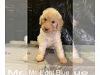 Labradoodle PUPPY FOR SALE ADN-782737 - F1B Labradoodle