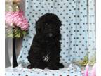 Cavapoo PUPPY FOR SALE ADN-782738 - f1b Cavapoo