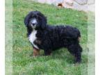 Bernedoodle (Miniature) PUPPY FOR SALE ADN-782741 - Mini Bernedoodle