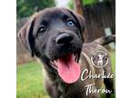 Adopt Charlize Theron a Mixed Breed