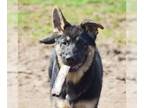 German Shepherd Dog PUPPY FOR SALE ADN-782742 - ACA German Shepherd