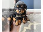 Rottweiler PUPPY FOR SALE ADN-782745 - green boy