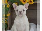 French Bulldog PUPPY FOR SALE ADN-782747 - AKC French Bulldog