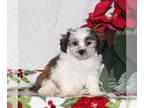 Zuchon PUPPY FOR SALE ADN-782763 - F1 Shichon