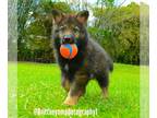 German Shepherd Dog-Siberian Husky Mix PUPPY FOR SALE ADN-782766 - Girl 2