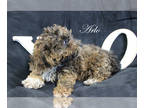 Poodle (Toy) PUPPY FOR SALE ADN-782771 - APRI Male Arlo