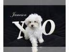 Poodle (Toy) PUPPY FOR SALE ADN-782772 - APRI Male Jameson