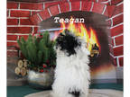 Poodle (Toy) PUPPY FOR SALE ADN-782776 - Tiny Teacup Parti Female Poodle