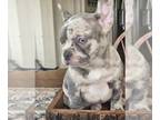 French Bulldog PUPPY FOR SALE ADN-782777 - AKC French Bulldog Pups