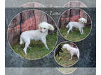 Poodle (Toy) PUPPY FOR SALE ADN-782783 - AKC Cream female