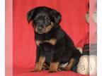 Rottweiler PUPPY FOR SALE ADN-782784 - AKC Rottweiler