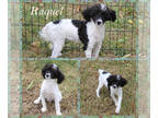 Poodle (Toy) PUPPY FOR SALE ADN-782786 - AKC parti female